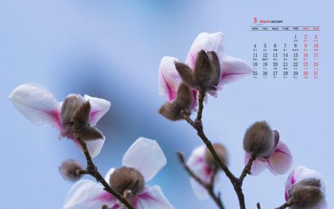 兰花图片 _ 第(3)张