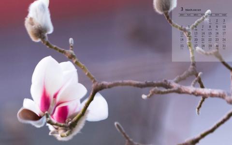 兰花图片 _ 第(4)张