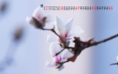 兰花图片 _ 第(5)张