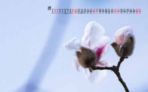 兰花图片 _ 第(6)张