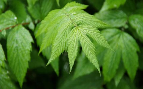 绿色植物图片 _ 第(3)张