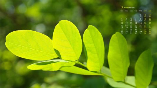 唯美树叶微距摄影高清宽屏壁纸第6张
