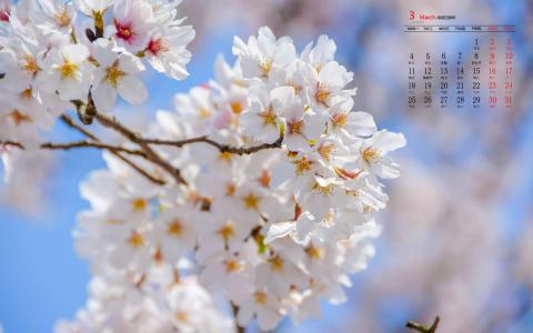 唯美浪漫的樱花桌面壁纸第0张