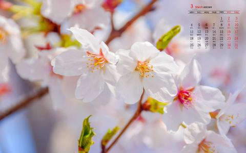 唯美浪漫的樱花桌面壁纸第2张