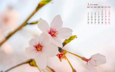 唯美浪漫的樱花桌面壁纸第3张