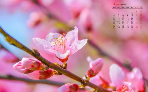唯美浪漫的樱花桌面壁纸第4张