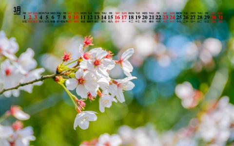 樱花图片图片 _ 第(9)张