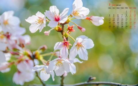 樱花图片图片 _ 第(10)张