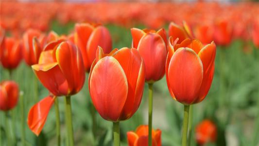 盛开的郁金香花海高清桌面壁纸第0张