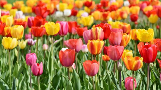 盛开的郁金香花海高清桌面壁纸第2张