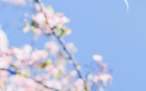 唯美浪漫的樱花桌面壁纸第4张