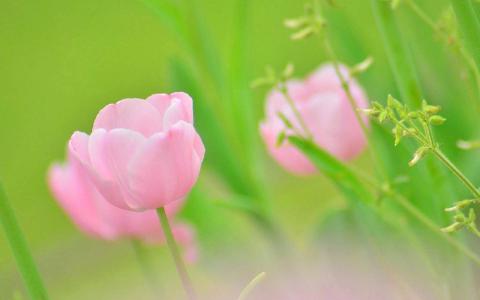 关晓彤性感优雅图片桌面电脑壁纸第5张
