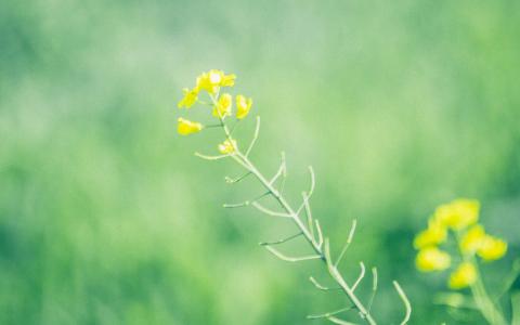 唯美清新绿色植物花卉高清摄影素材图片欣赏第5张