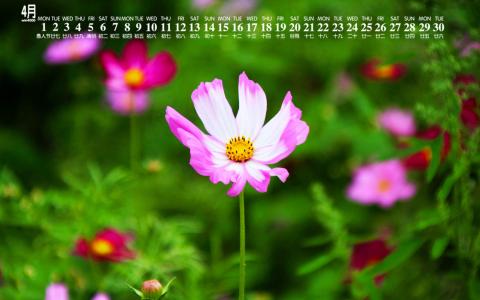 格桑花第6张