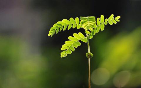 小清新植物嫩芽图片桌面壁纸第4张