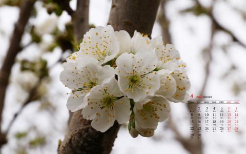 2019年4月春日唯美樱花高清日历壁纸第0张