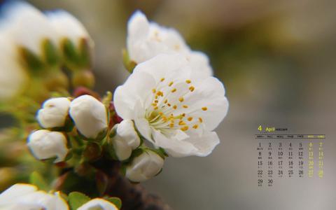 2019年4月春日唯美樱花高清日历壁纸第1张
