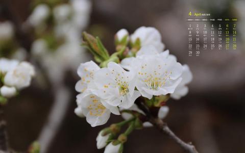 2019年4月春日唯美樱花高清日历壁纸第2张
