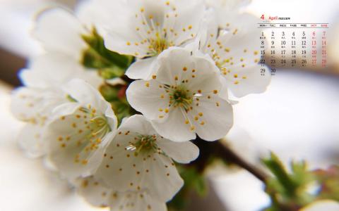 2019年4月春日唯美樱花高清日历壁纸第3张