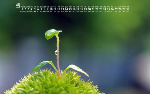 绿色植物图片 _ 第(1)张
