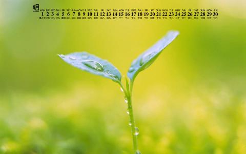 绿色植物图片 _ 第(3)张