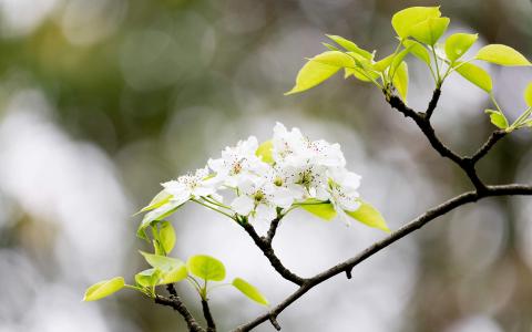 梨花图片图片 _ 第(4)张