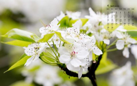 梨花图片图片 _ 第(7)张