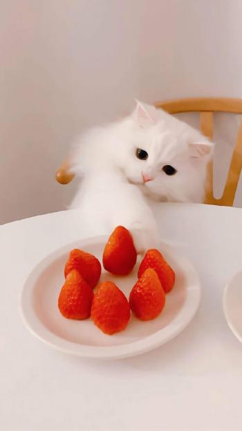 超可爱小猫图片高清手机壁纸第2张