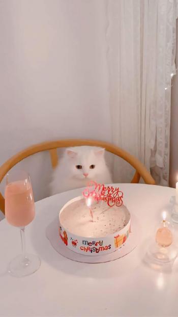 超可爱小猫图片高清手机壁纸第3张