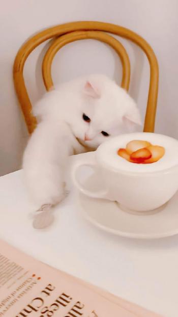 超可爱小猫图片高清手机壁纸第6张