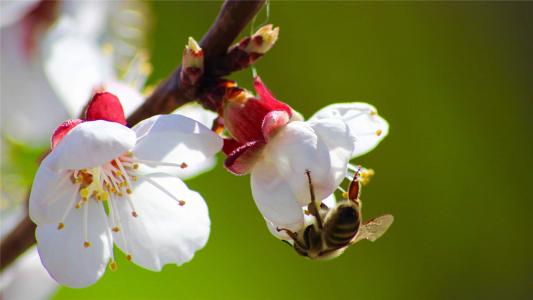 2017年5月清新绿色护眼植物瓢虫日历壁纸第0张