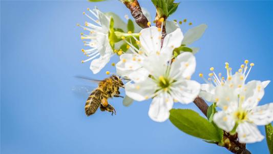 2017年5月清新绿色护眼植物瓢虫日历壁纸第1张