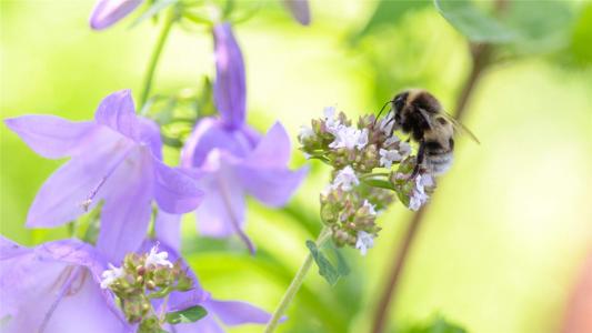 2017年5月清新绿色护眼植物瓢虫日历壁纸第2张
