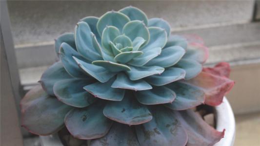 清新素雅的桂花图片桌面壁纸第1张