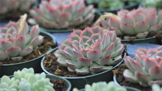 清新素雅的桂花图片桌面壁纸第3张