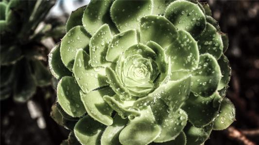 清新素雅的桂花图片桌面壁纸第5张