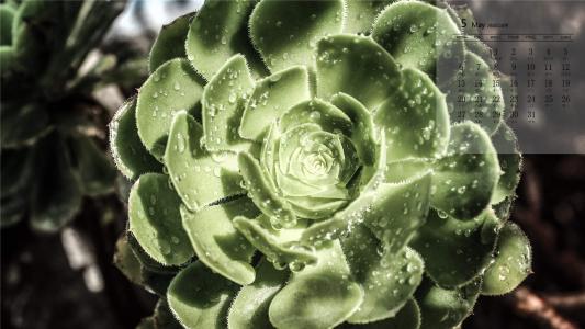 笨笨鼠2020春天多肉植物唯美鼠年手机壁纸第5张