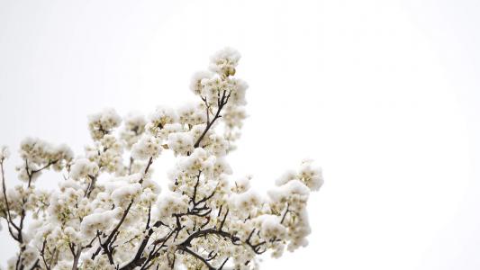 梨花图片图片 _ 第(1)张