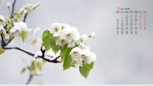 梨花图片图片 _ 第(1)张