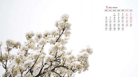梨花图片图片 _ 第(6)张