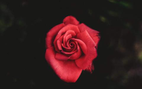 玫瑰花图片 _ 第(9)张