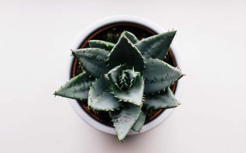 绿色植物图片 _ 第(1)张