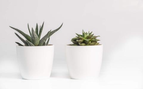 绿色植物图片 _ 第(5)张