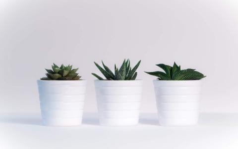绿色植物图片 _ 第(7)张
