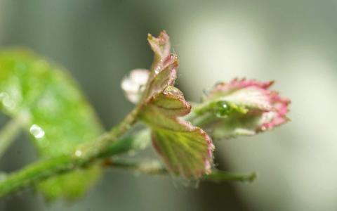 嫩芽第5张