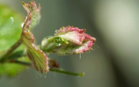 嫩芽第6张