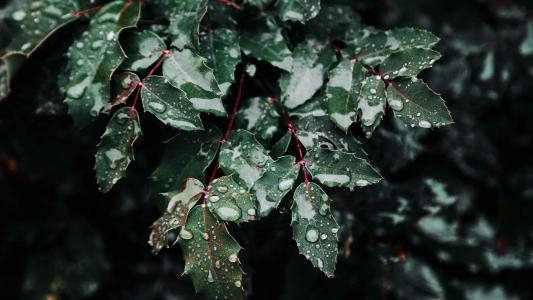 唯美清新绿色植物花卉高清摄影素材图片欣赏第2张