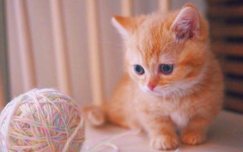 高清超可爱萌宠粉嫩的小奶猫高清手机壁纸第3张
