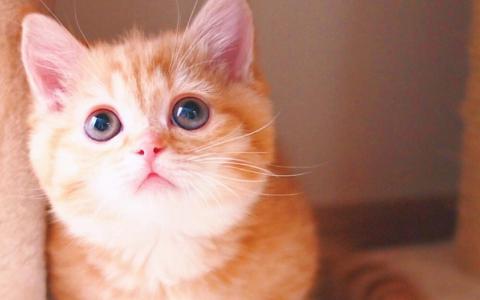 高清超可爱萌宠粉嫩的小奶猫高清手机壁纸第6张