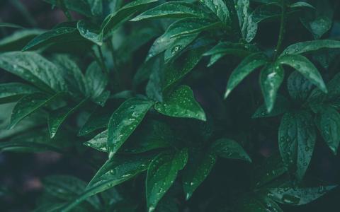 唯美清新绿色植物花卉高清摄影素材图片欣赏第4张